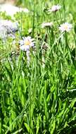 Image of Glacier Fleabane