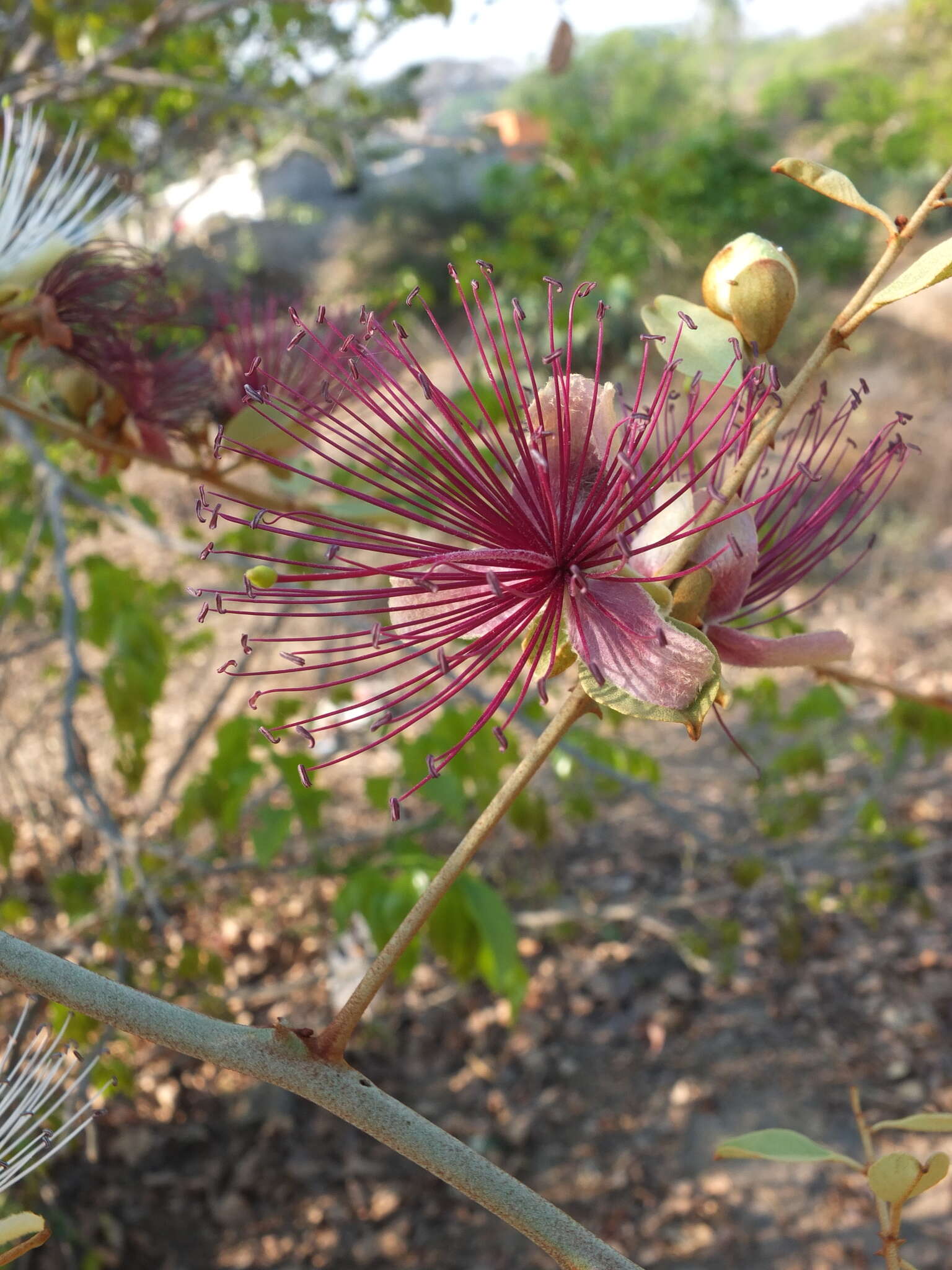 Capparis zeylanica L. resmi