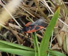 Image of Calocoris nemoralis (Fabricius 1787)