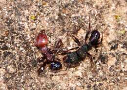 Image of Iridomyrmex agilis Forel 1907