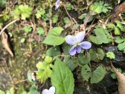 Image of Viola shinchikuensis Yamam.