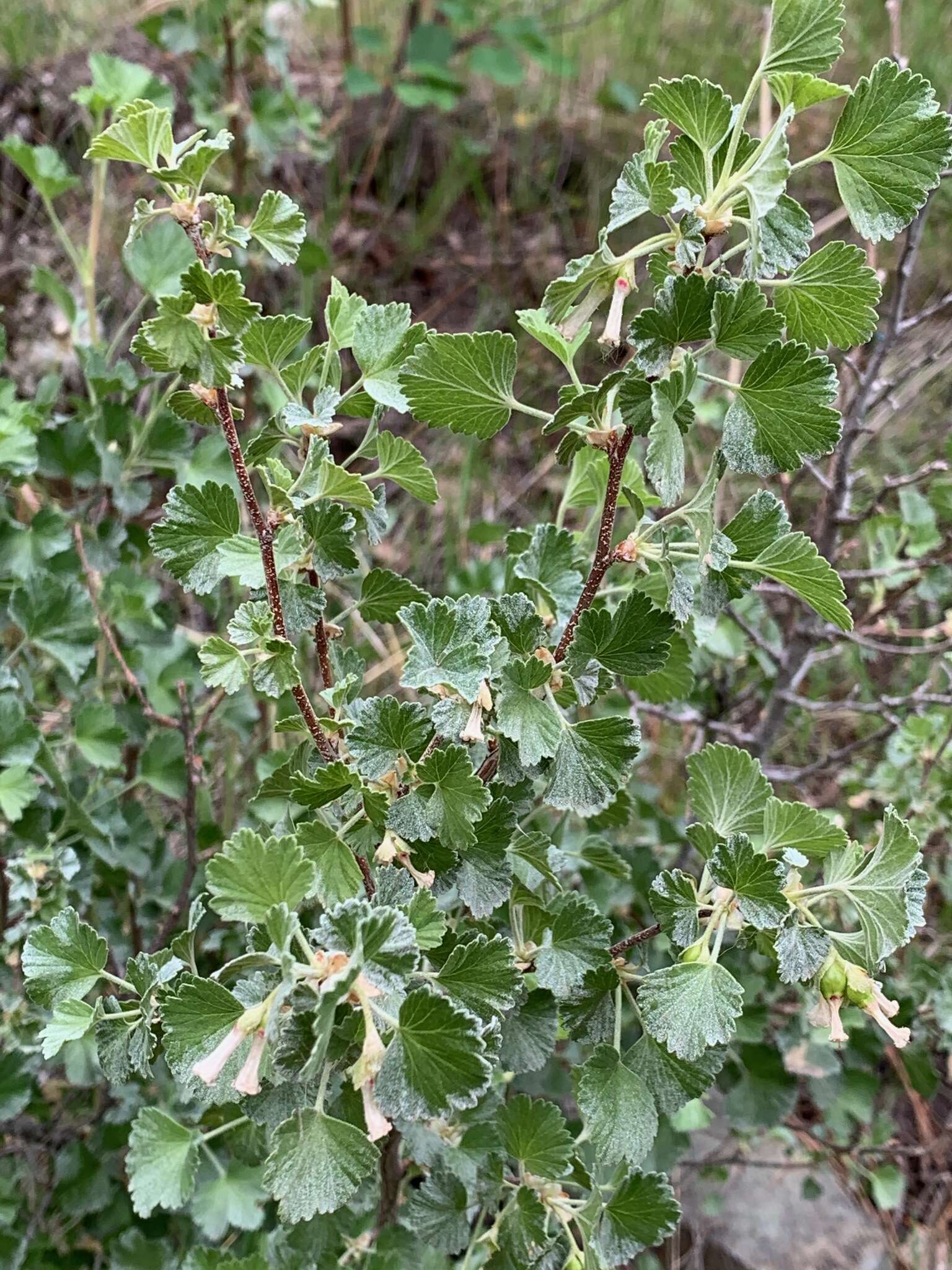 Image of whisky currant