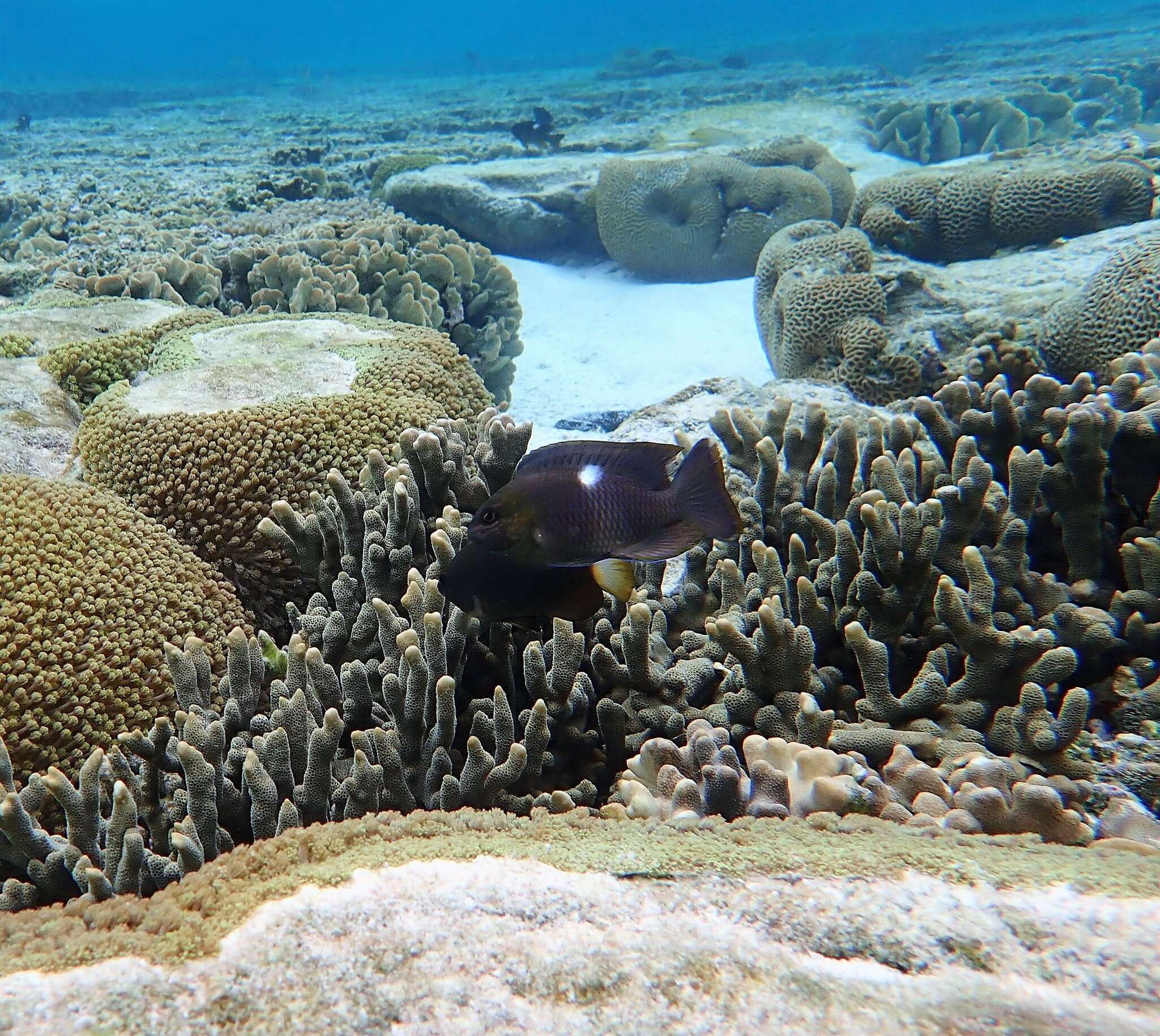 Image of White-tail damsel