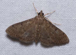 Image of Dusky Herpetogramma