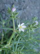 Image of sticky sandspurry