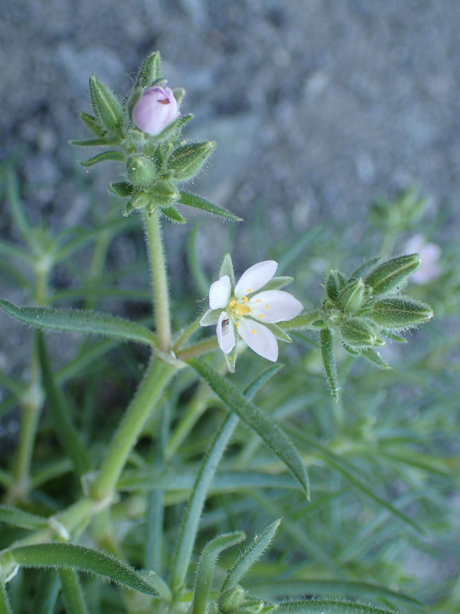 Image of sticky sandspurry