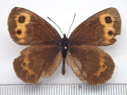 Image of Erebia niphonica Janson 1877