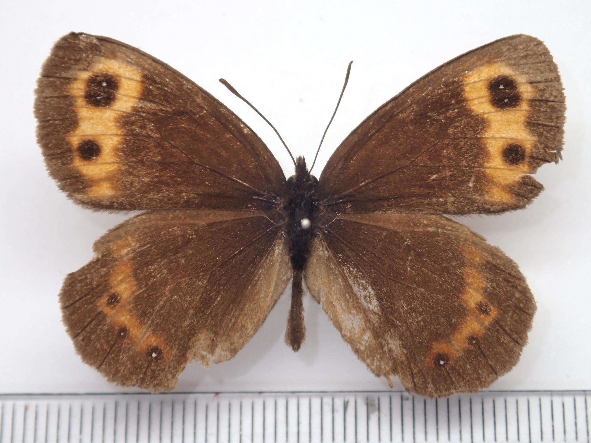 Image of Erebia niphonica Janson 1877