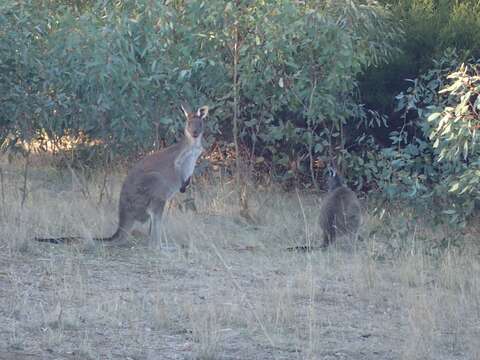 Macropus fuliginosus (Desmarest 1817) resmi