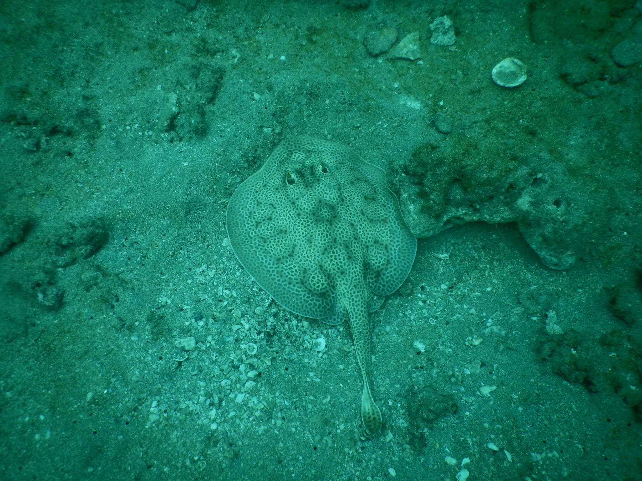 Image of Central American round stingray