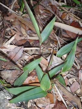 Image of bamboo-leaf