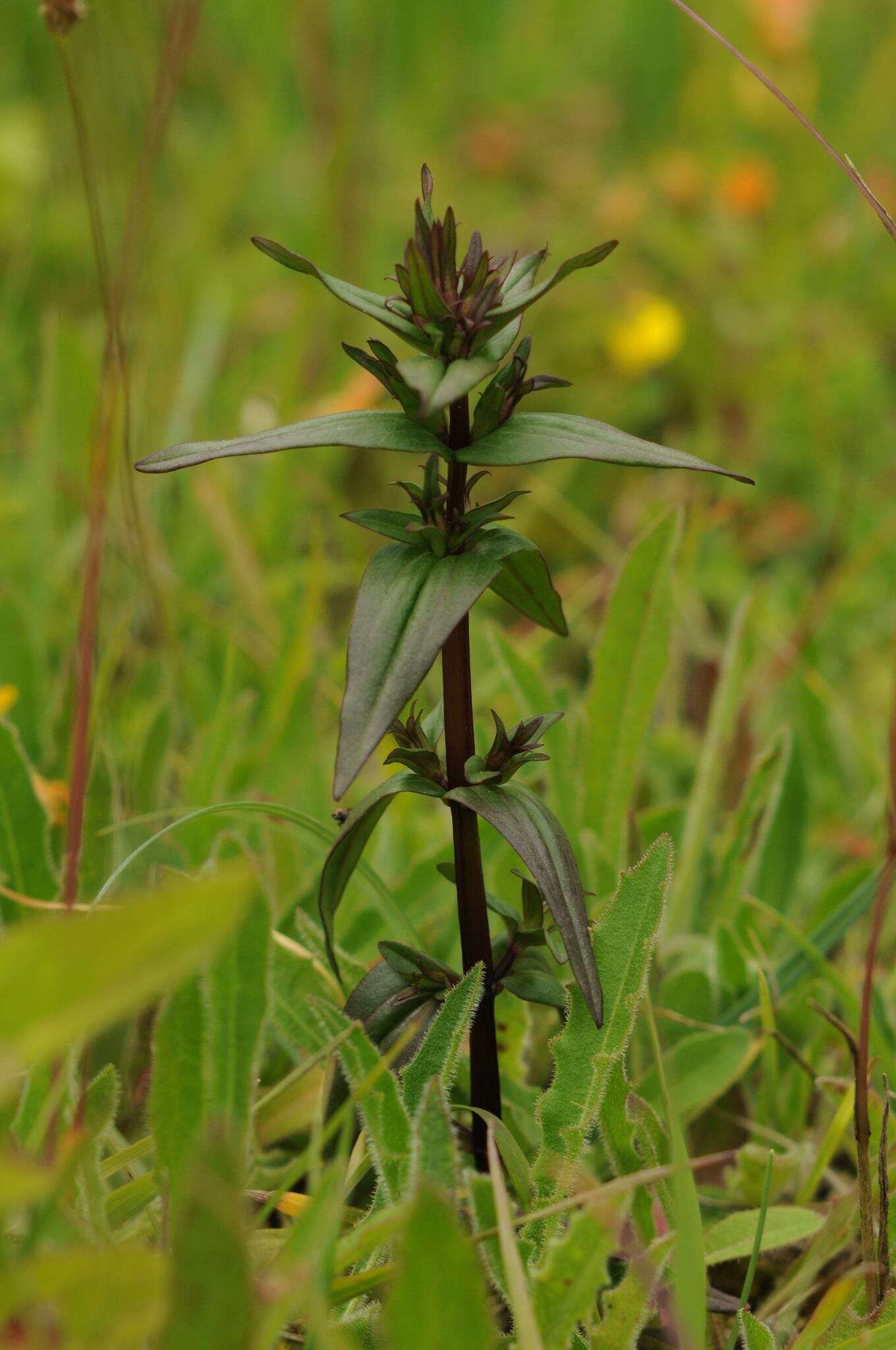 Image of autumn dwarf gentian