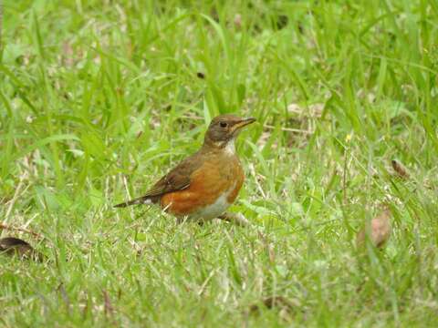 Image of Brown-headed Thrush