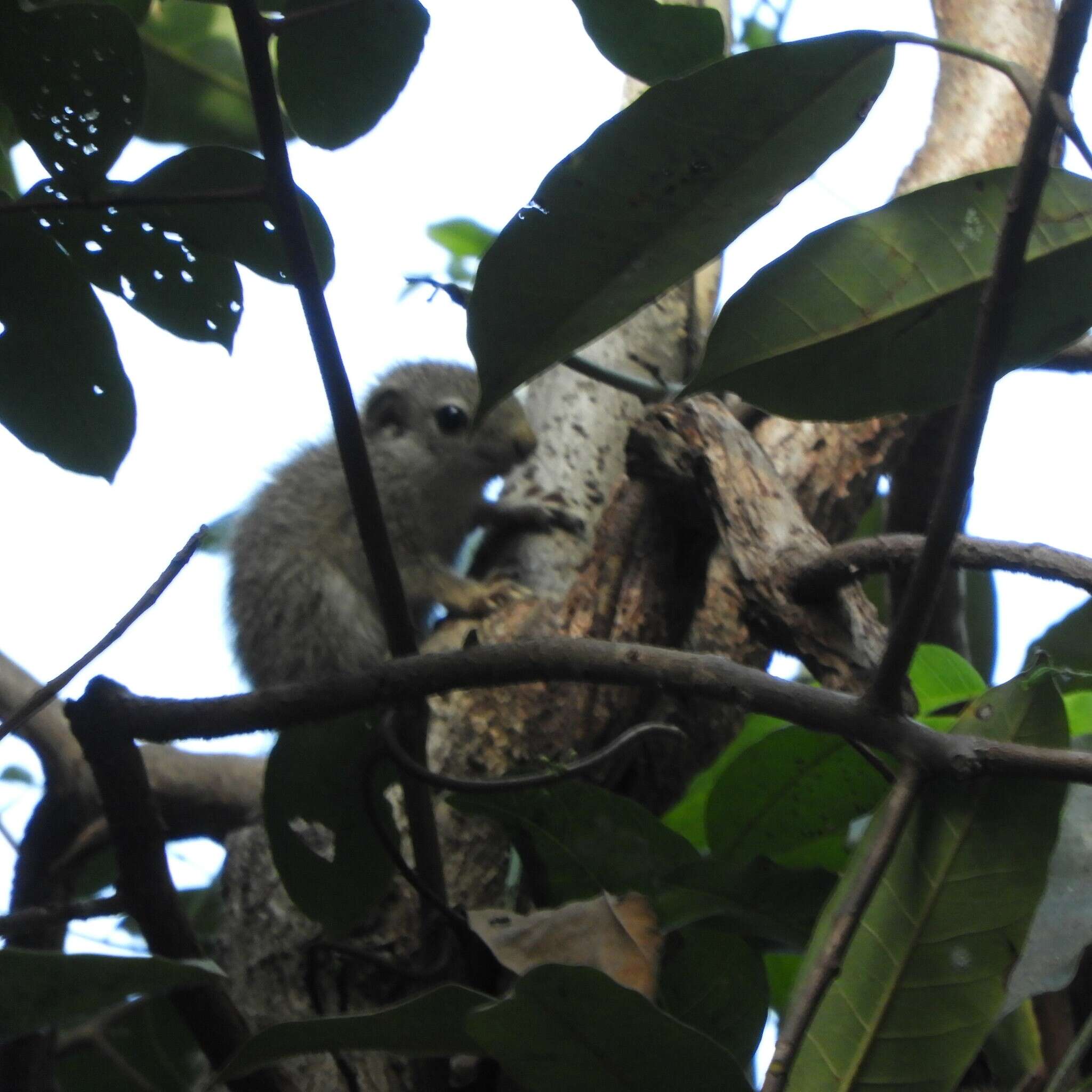 Image of Gambian Sun Squirrel