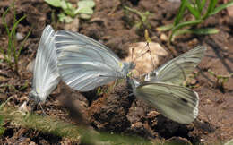 Image of Pieris dulcinea (Butler 1882)