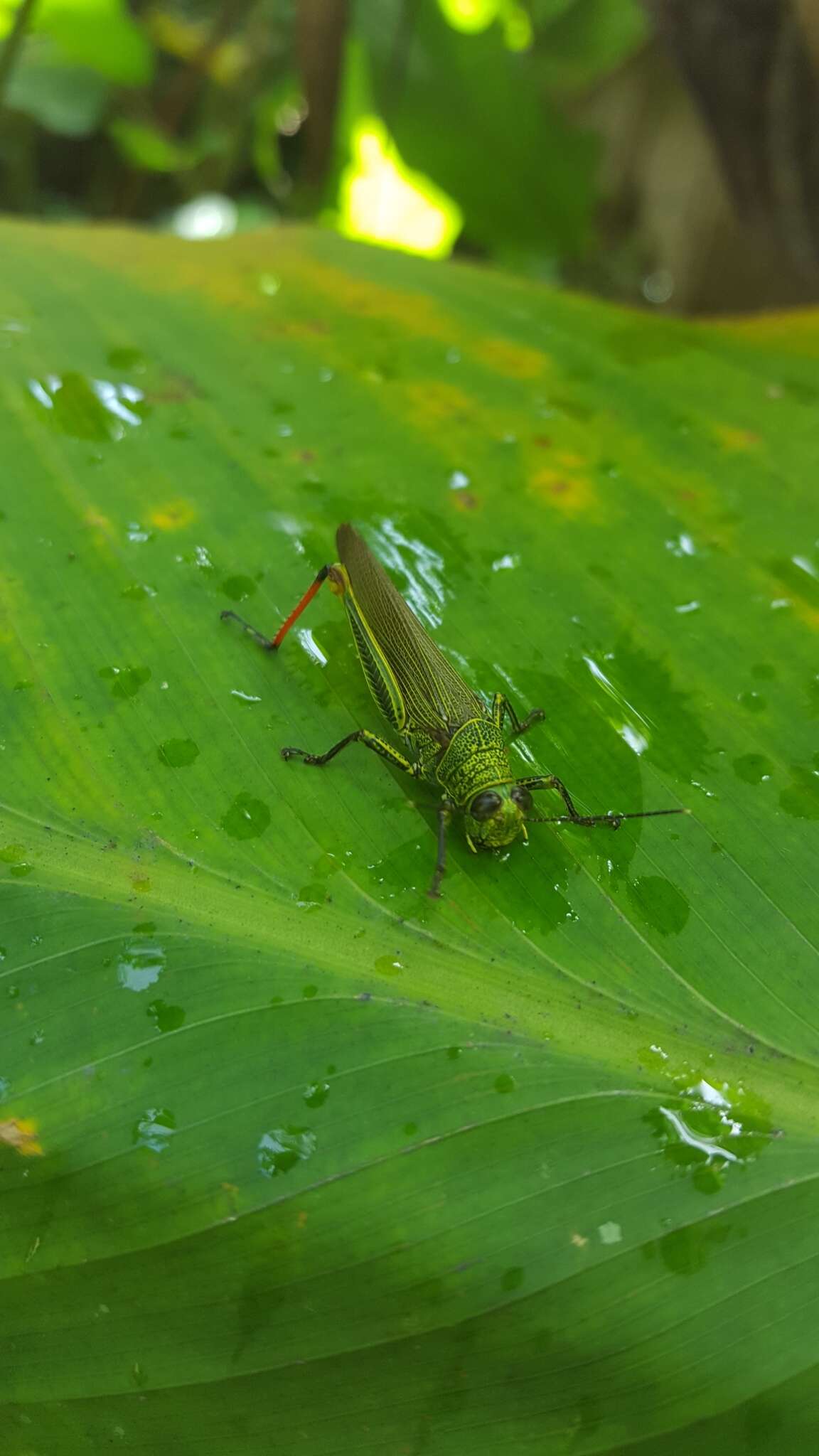 Coscineuta virens (Thunberg 1815)的圖片