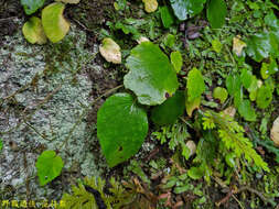 Image of Begonia ravenii C. I. Peng & Y. K. Chen