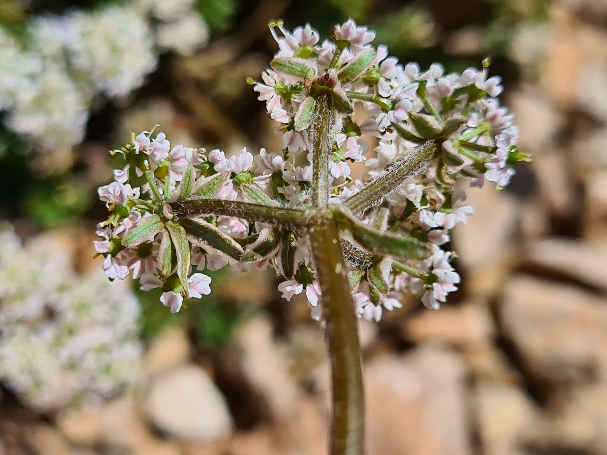 Imagem de Anthriscus ruprechtii Boiss.