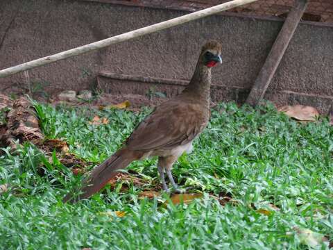 Image of Buff-browed Chachalaca