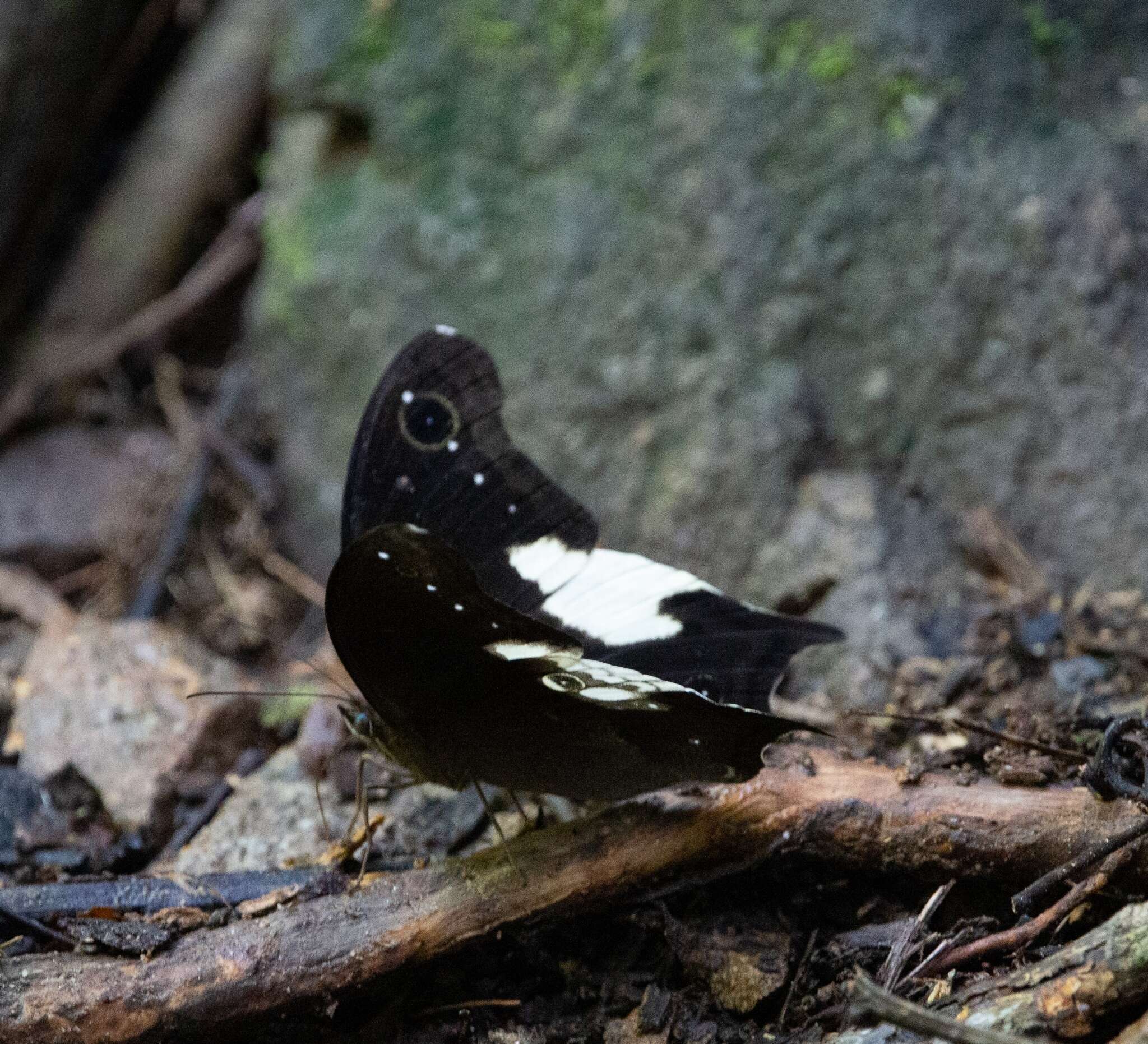 Image of Neorina lowii Doubleday (1849)