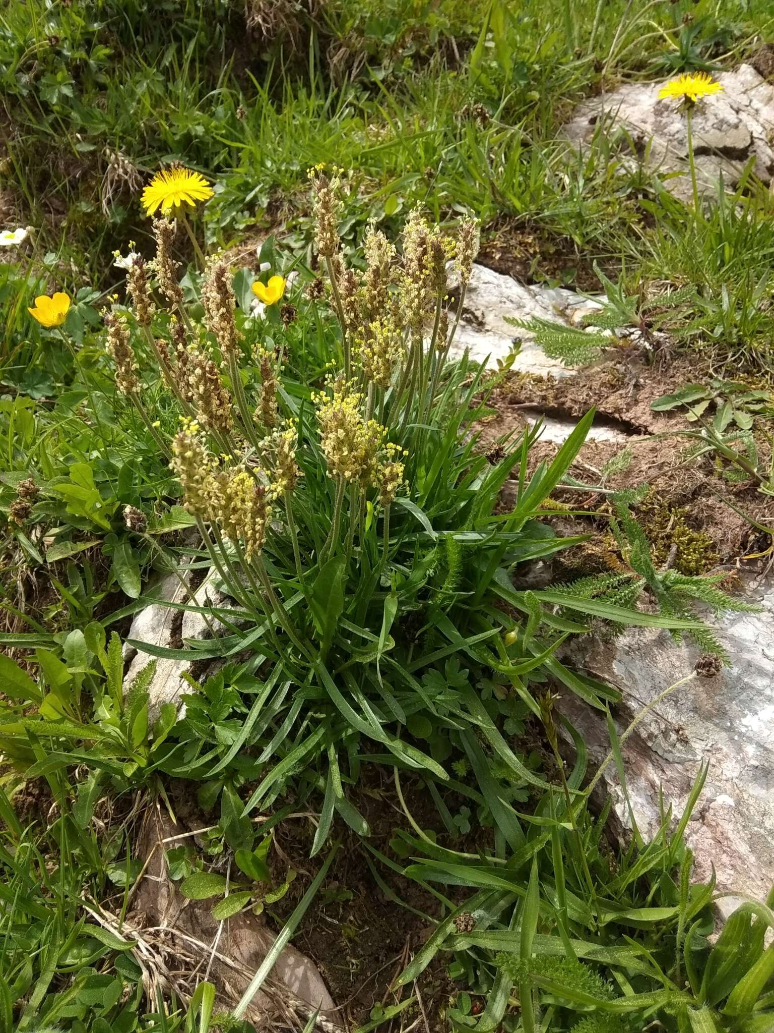 Image of Plantago alpina L.