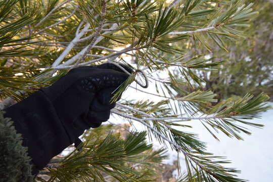 Image of western white pine