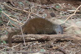 Image of Desert Dwarf Mongoose