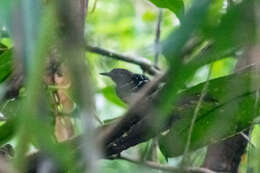 Image of Dot-backed Antbird