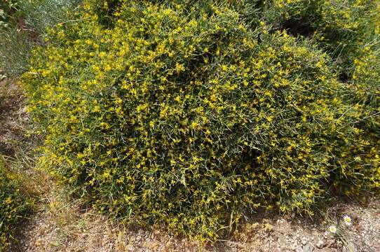 Image of Anthyllis hermanniae subsp. corsica