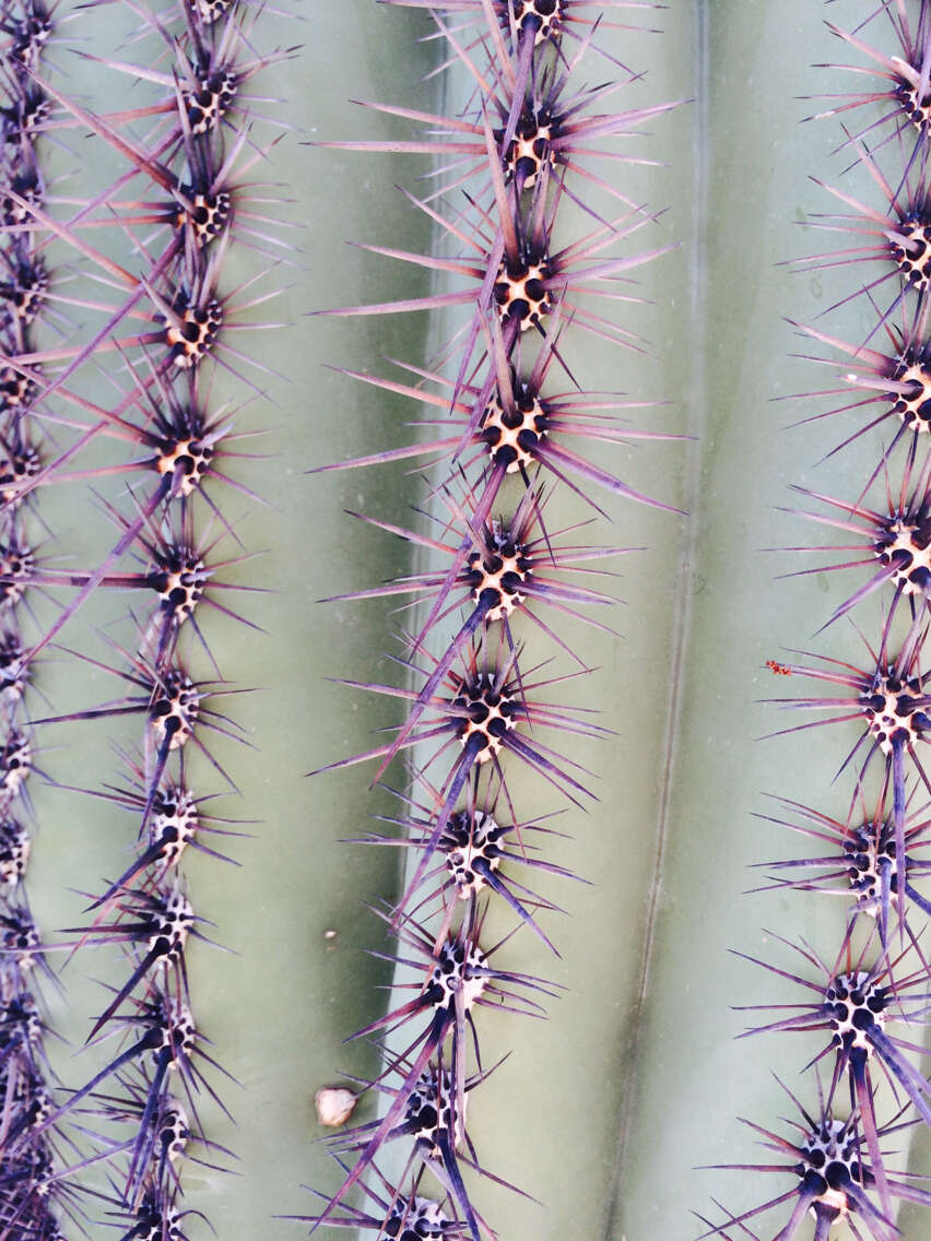 Image of saguaro