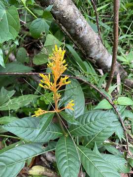 Image of Palicourea triphylla DC.