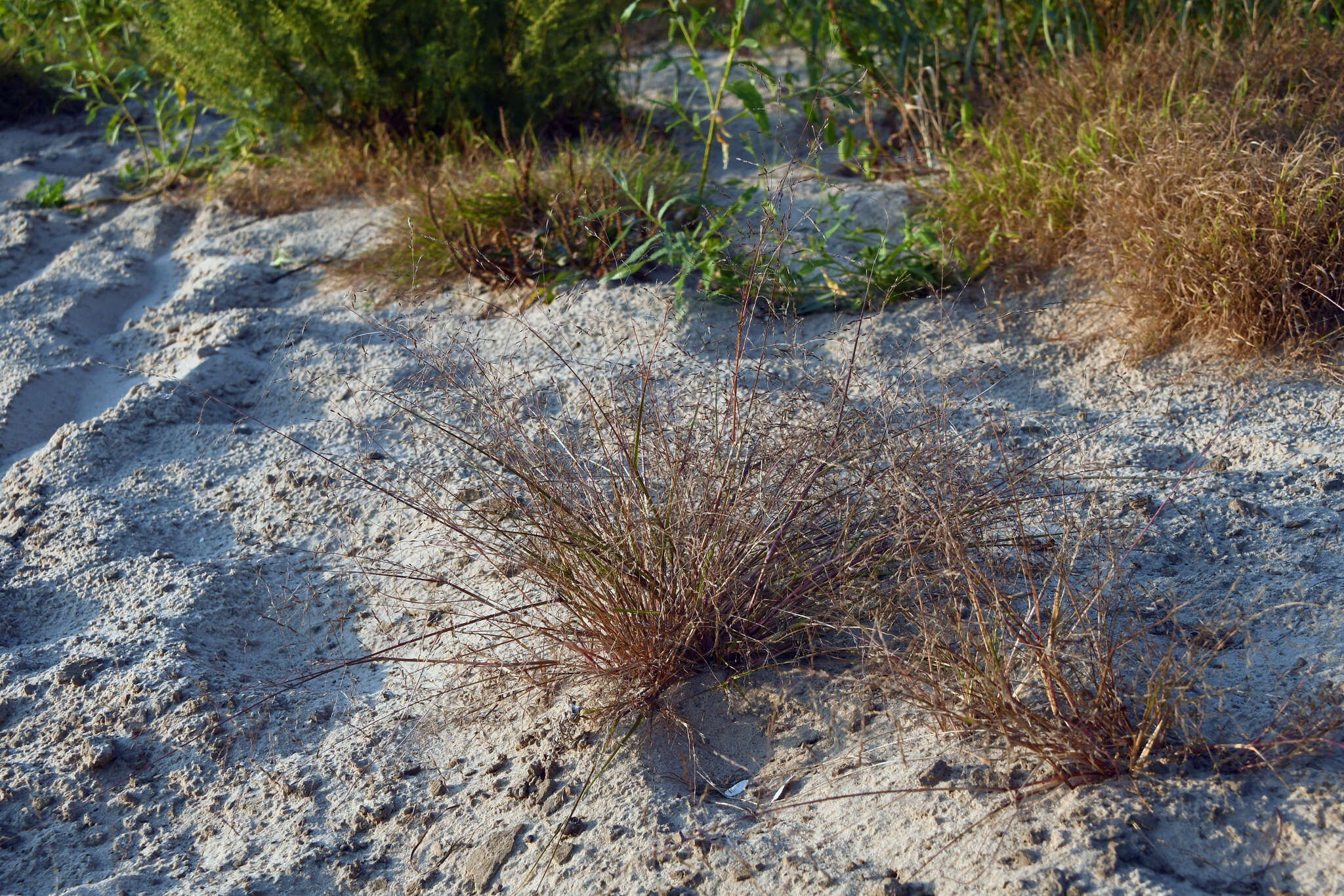 Image of Eragrostis amurensis Prob.