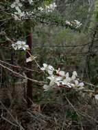 Слика од Leptospermum squarrosum Gaertn.