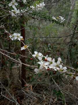 Image of Pink Tea Tree