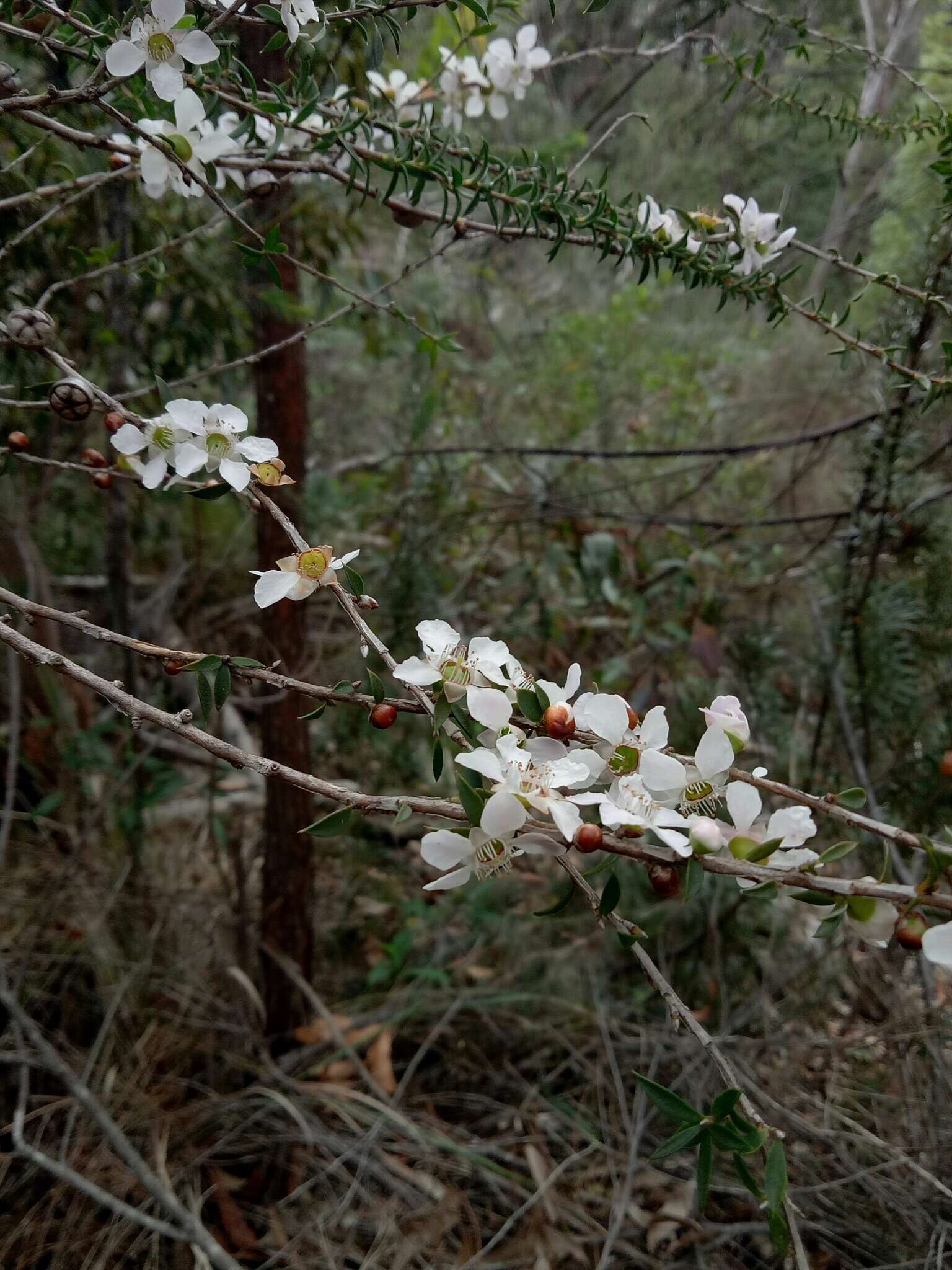 Слика од Leptospermum squarrosum Gaertn.