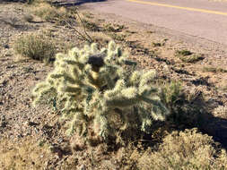 Image of jumping cholla