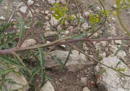 Imagem de Brassica elongata subsp. pinnatifida (Schmalh.) Greuter & Burdet