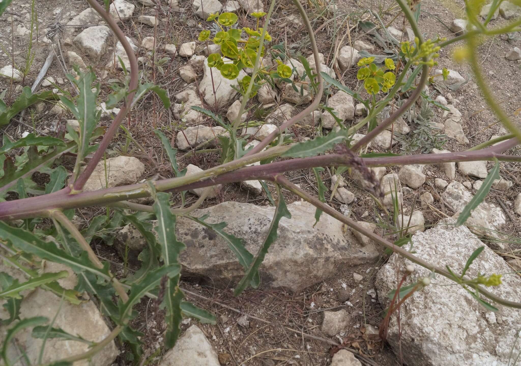 Image of Brassica elongata subsp. pinnatifida (Schmalh.) Greuter & Burdet