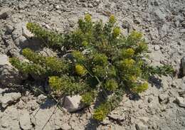 Image of Cruciata taurica (Pall. ex Willd.) Ehrend.