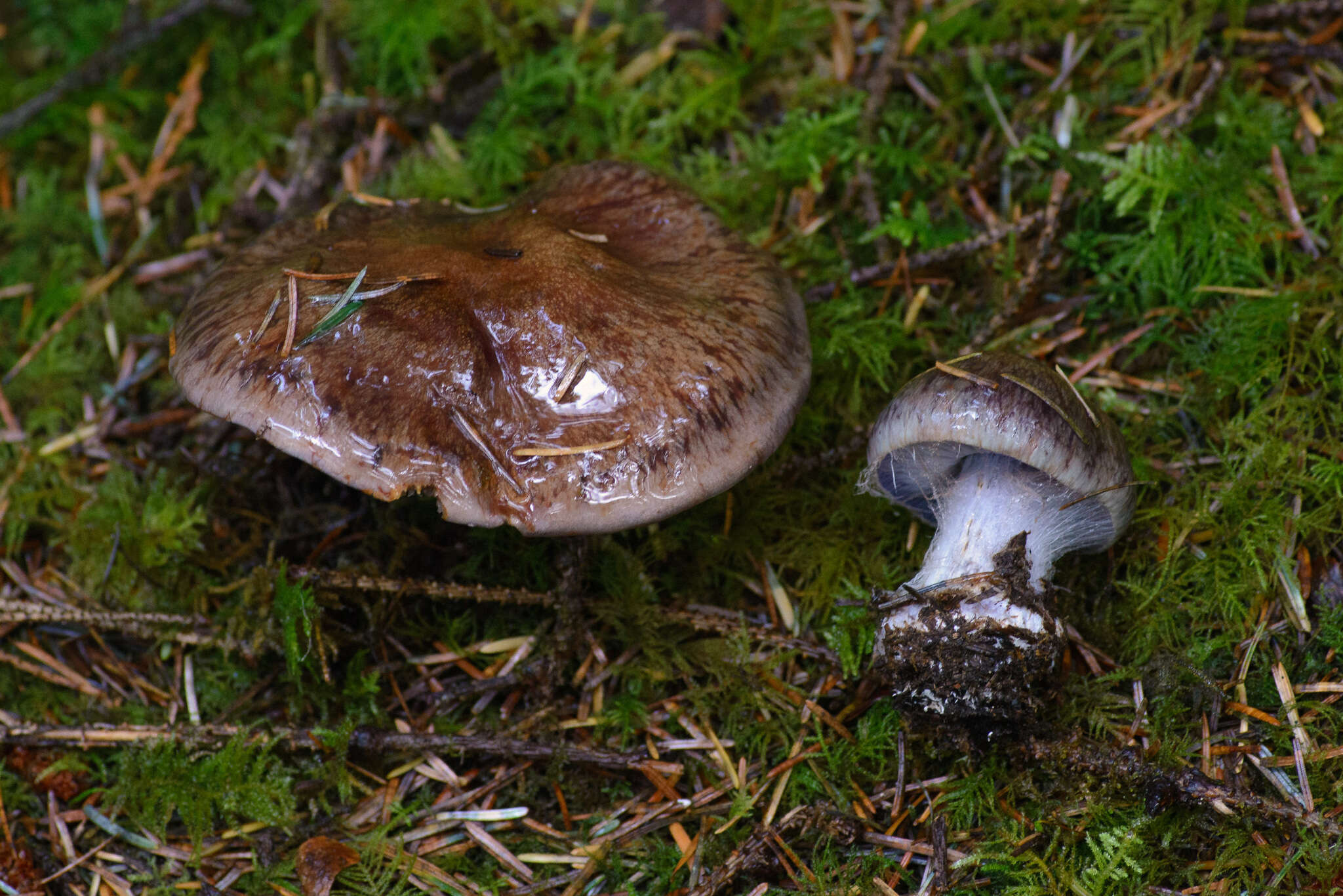 Image of Cortinarius glaucopus (Schaeff.) Gray 1821