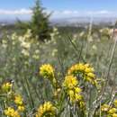 Слика од Moltkia aurea Boiss.