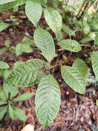 Palicourea acuminata (Benth.) Borhidi resmi