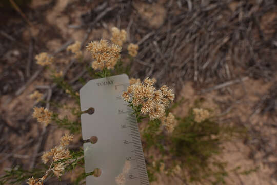 Plancia ëd <i>Cassinia complanata</i>