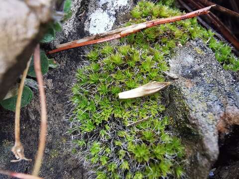 Image of grimmia dry rock moss