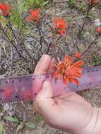 Слика од Castilleja pruinosa Fern.