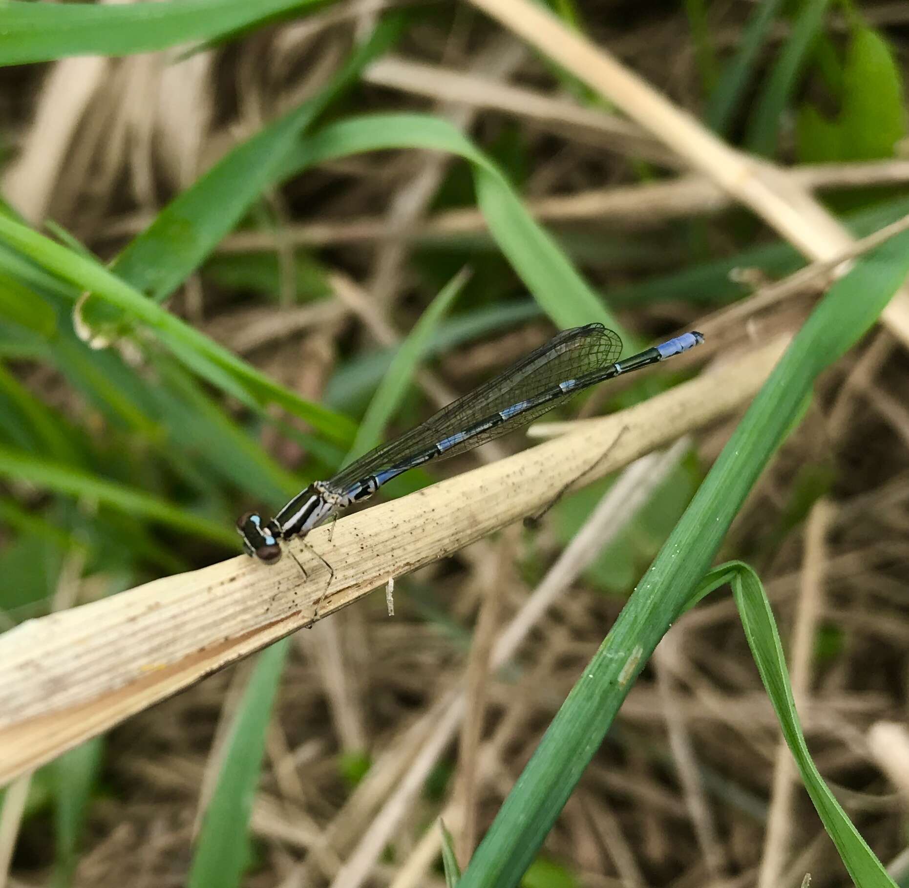 Plancia ëd Coenagrion johanssoni (Wallengren 1894)