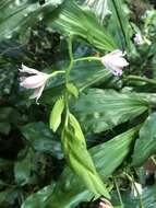 Image of Phaius mishmensis (Lindl. & Paxton) Rchb. fil.