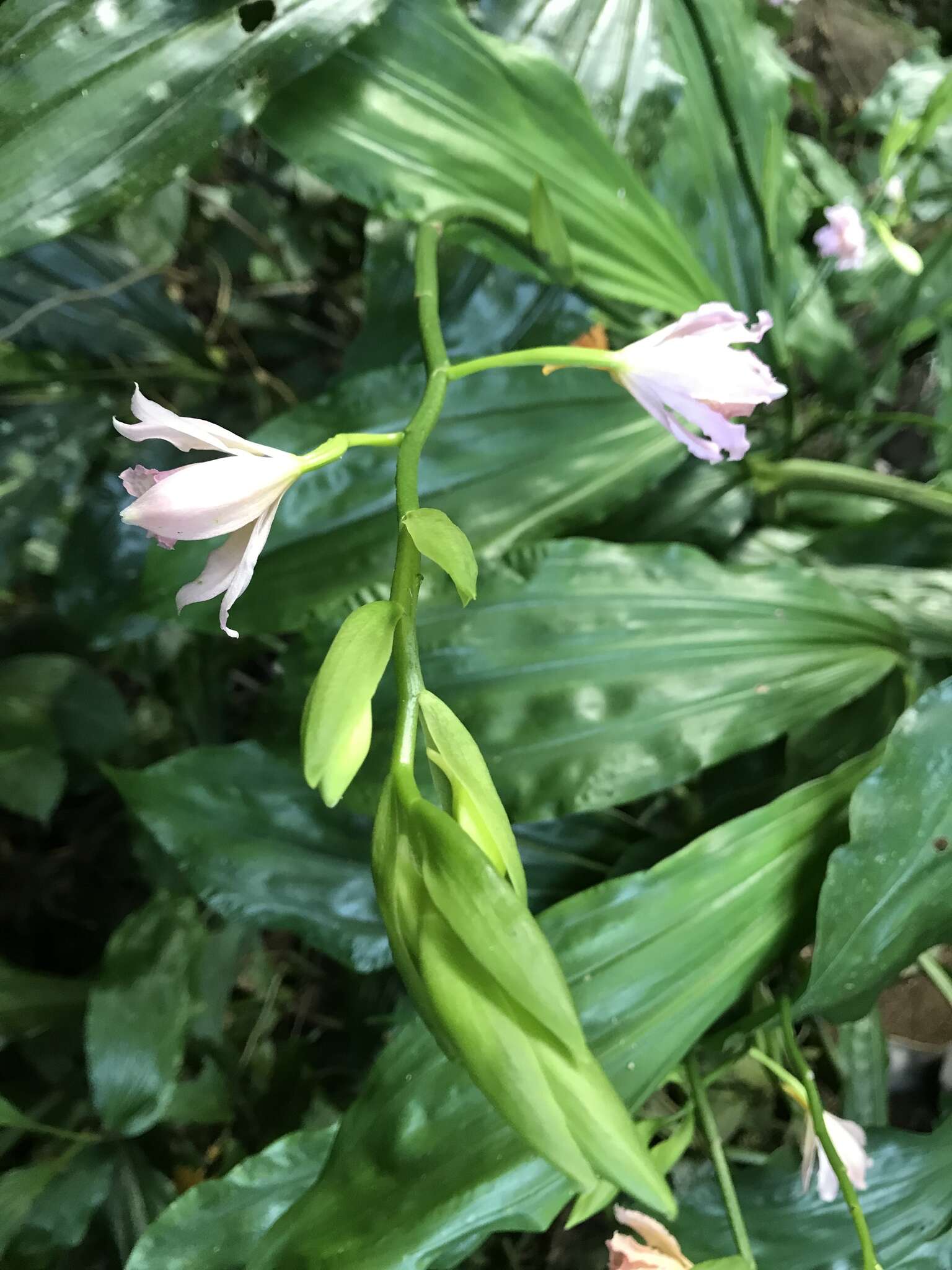 Image of Phaius mishmensis (Lindl. & Paxton) Rchb. fil.