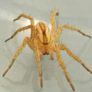 Image of Arachosia cubana (Banks 1909)