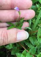 Imagem de Torenia crustacea (L.) Cham. & Schltdl.